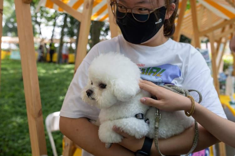 猫狗也要吃端午粽这个宠物集市好热闹！上海市文明养宠新三年行动重点任务出炉