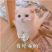 史上最惨！女孩看了会晕厥的大型养猫灾难片