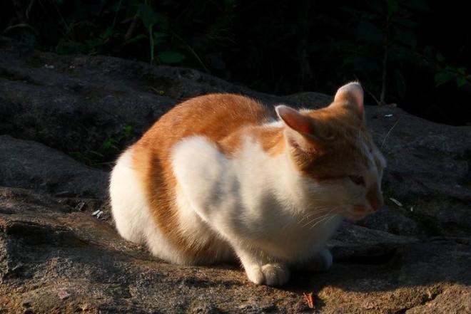 女主带回一只流浪猫给它洗完澡后有人出价2000购买被她拒绝