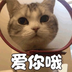 猫咪认定你为父母这6大迹象藏不住！