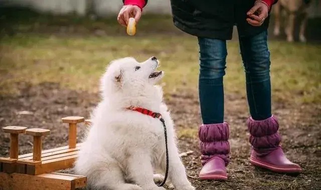 受人欢迎的7大狗狗就一定适合你养细说热门犬种的优缺点