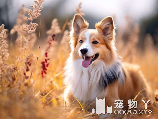 雪纳瑞犬长大后的样子？